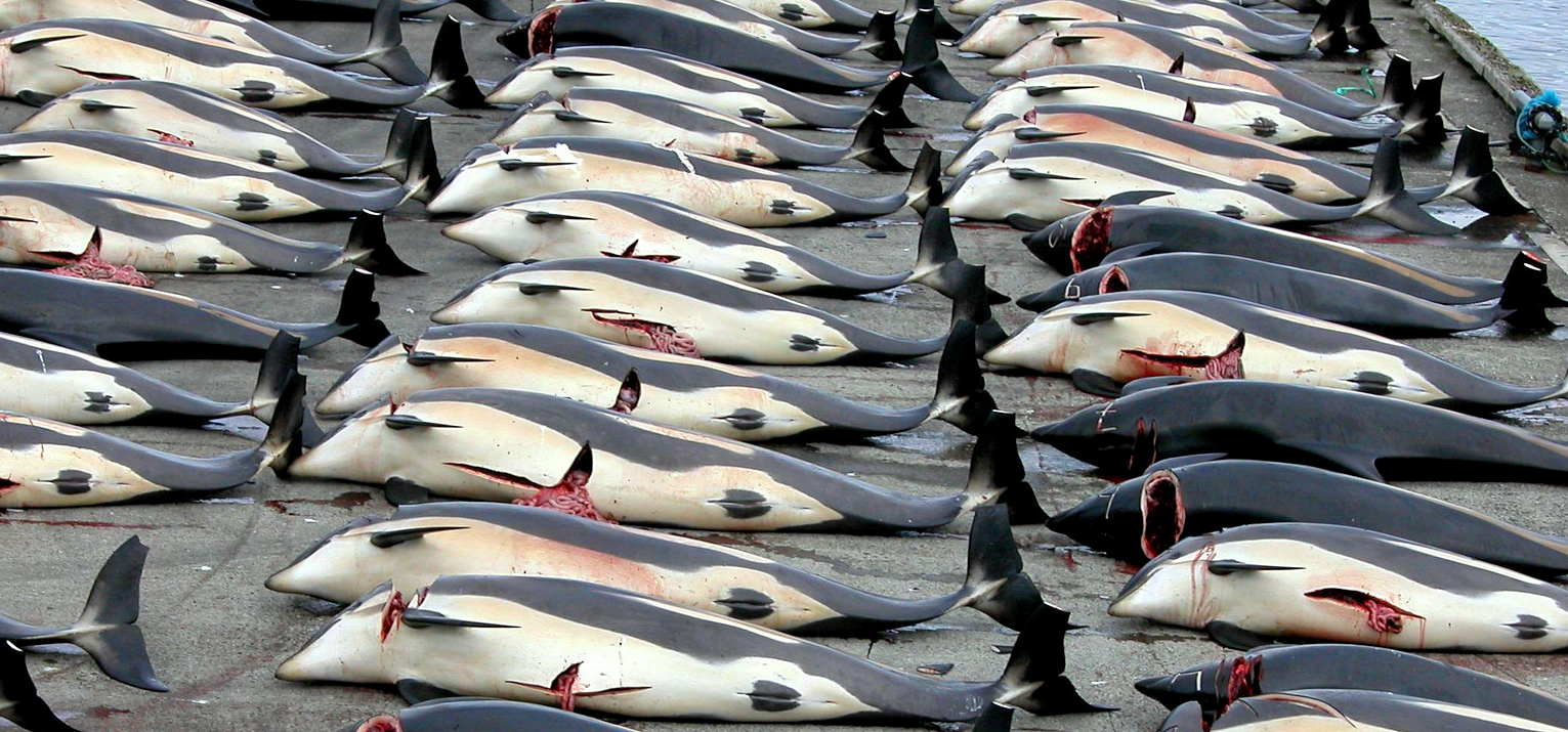 MEPs call for EU clampdown on Norwegian whale hunting