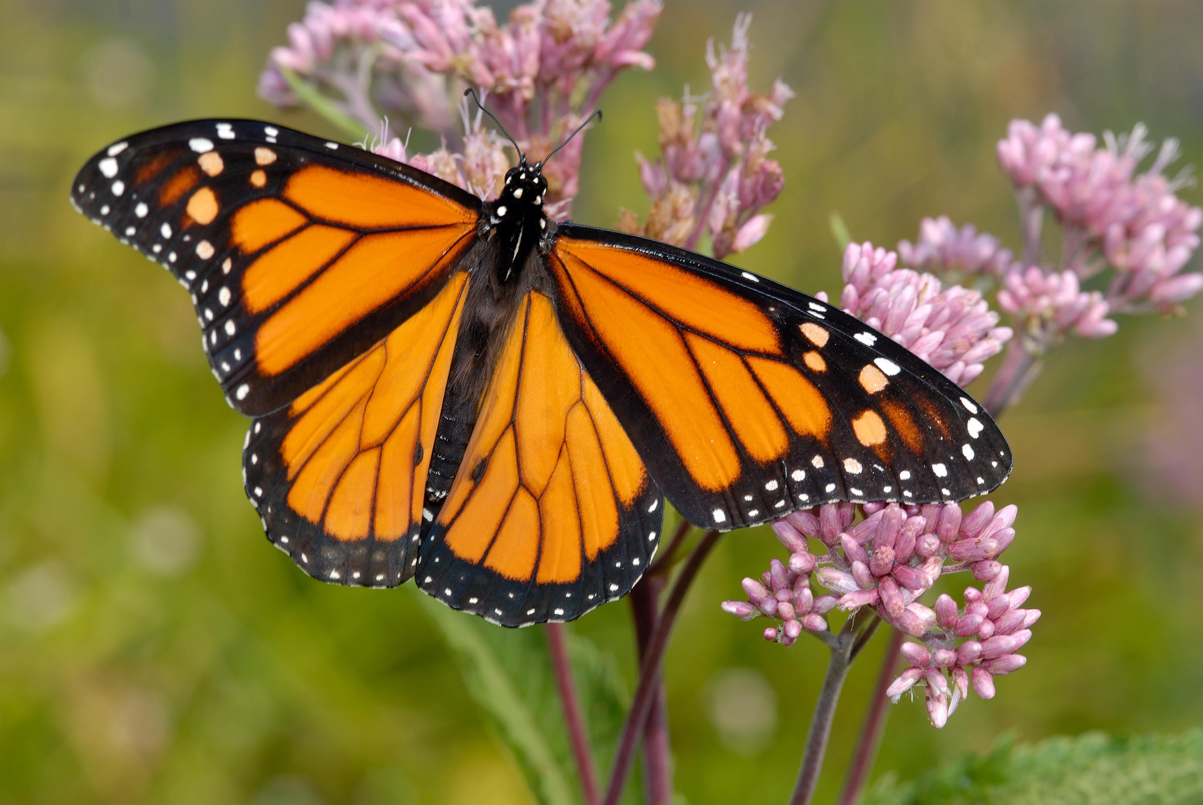 UK Butterfly population witnessing chronic decline