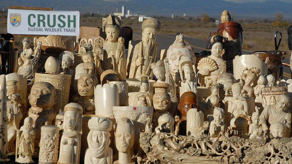 MEP welcomes the Government's Ban on Ivory Trade