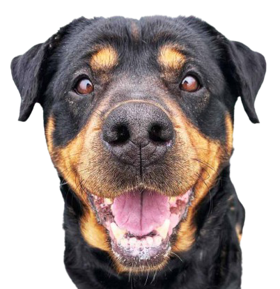 Dog Licensing