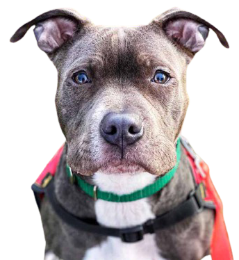 Report Animal Concerns