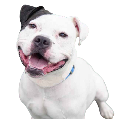 Dogs