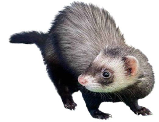 Critters