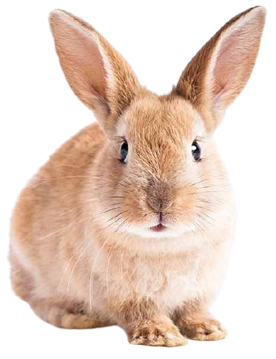 Rabbits