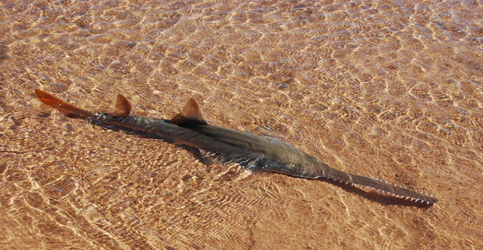sawfish_thumbnail_update_mobile.png