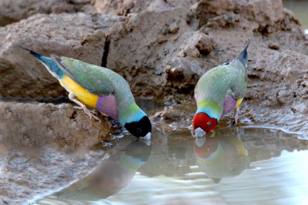 Gas plan threatens to frack Gouldian Finch habitat