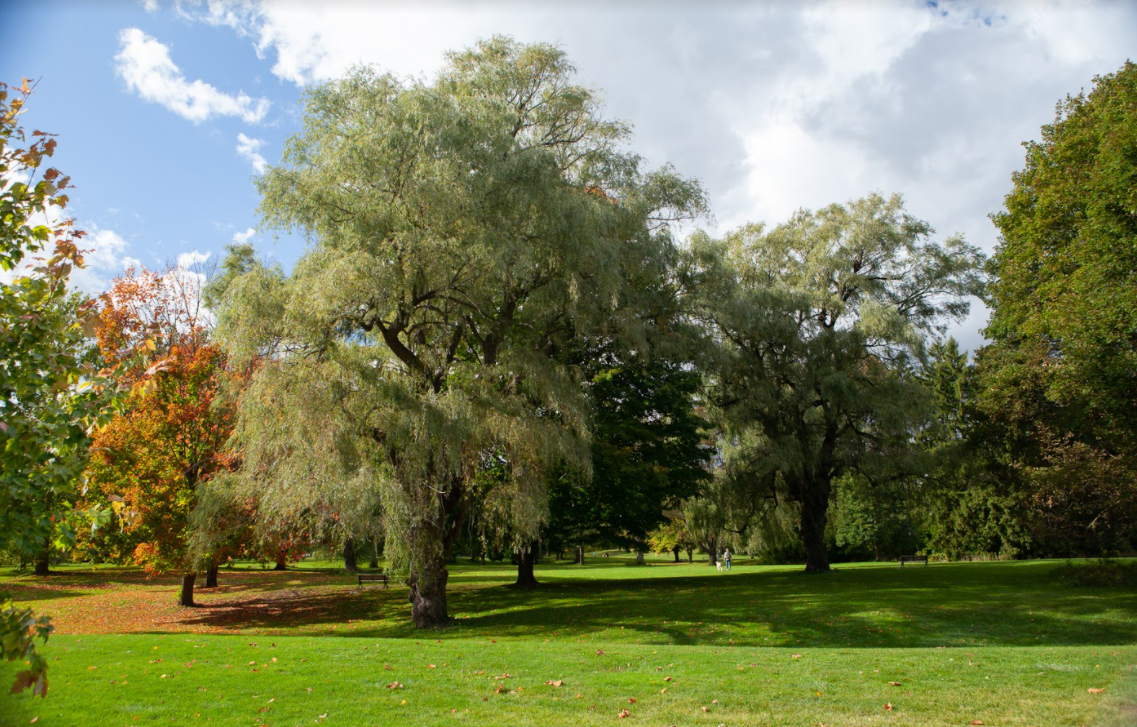 Willow Tree
