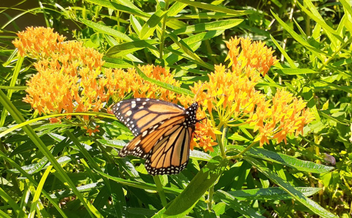 Monarch Butterfly