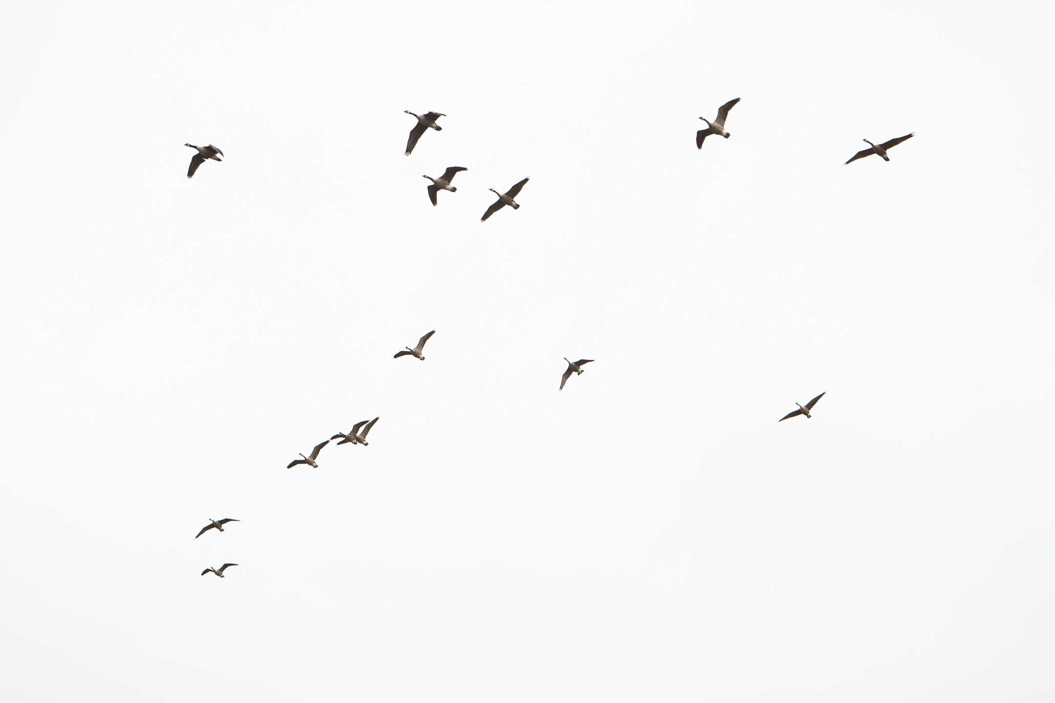 Migrating Birds