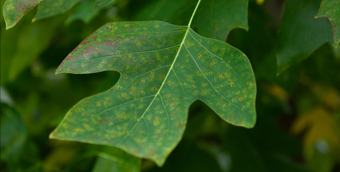 Leaf