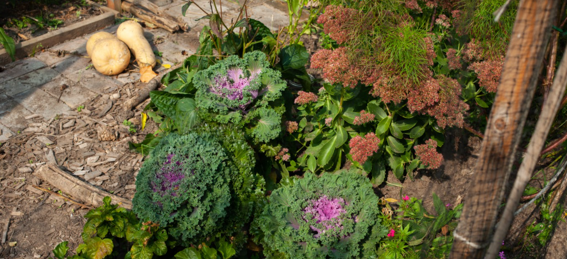 Vegetable Garden