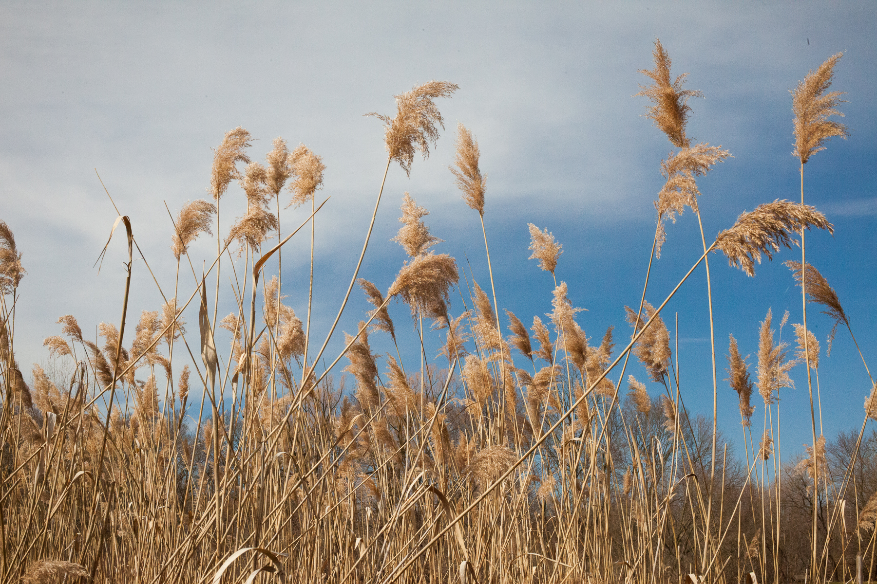 Phragmites