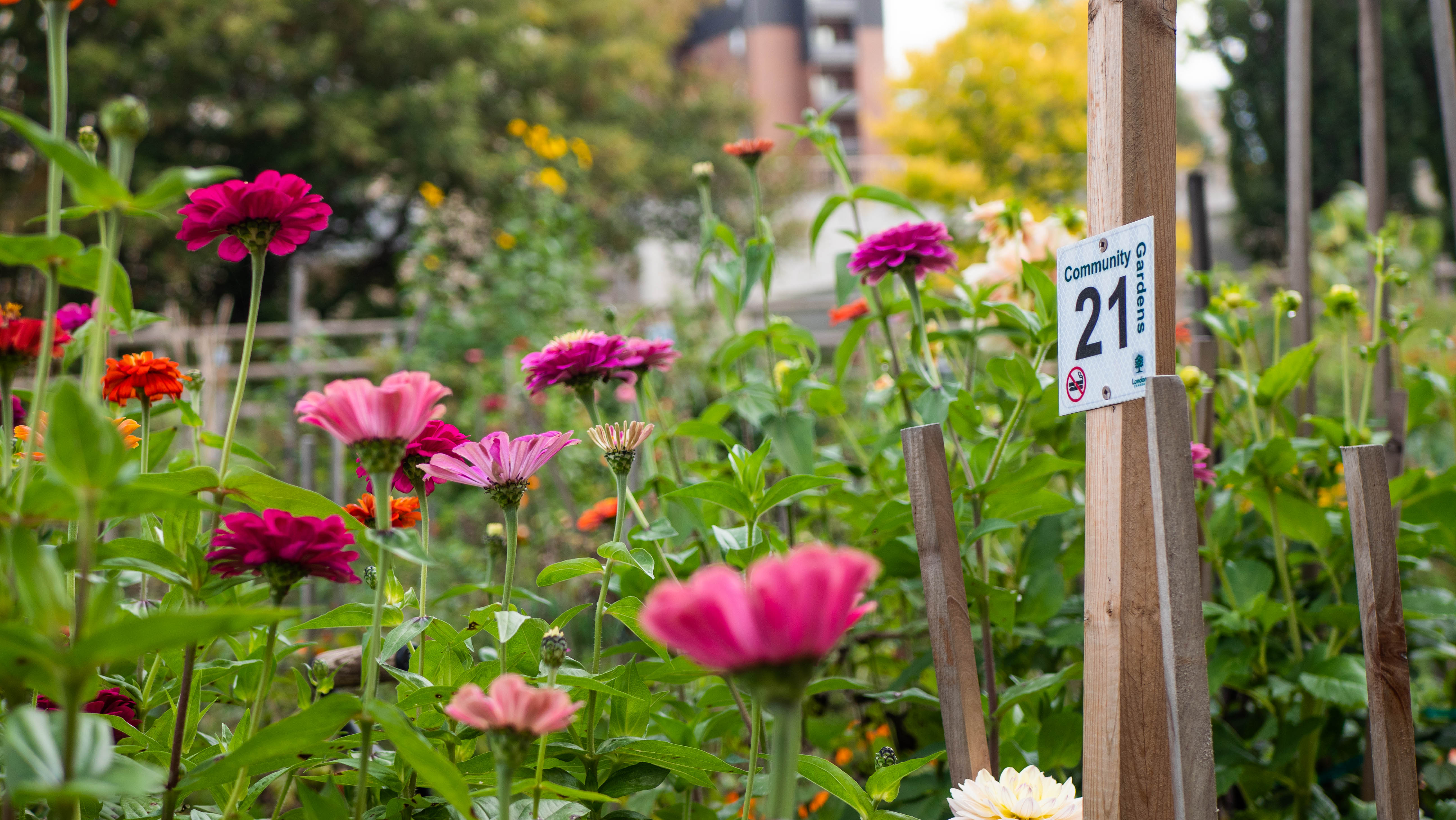 Flowers growing in a community garden