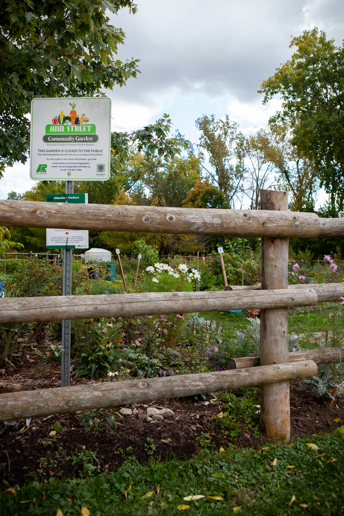 Community garden on Ann St., London, Ont
