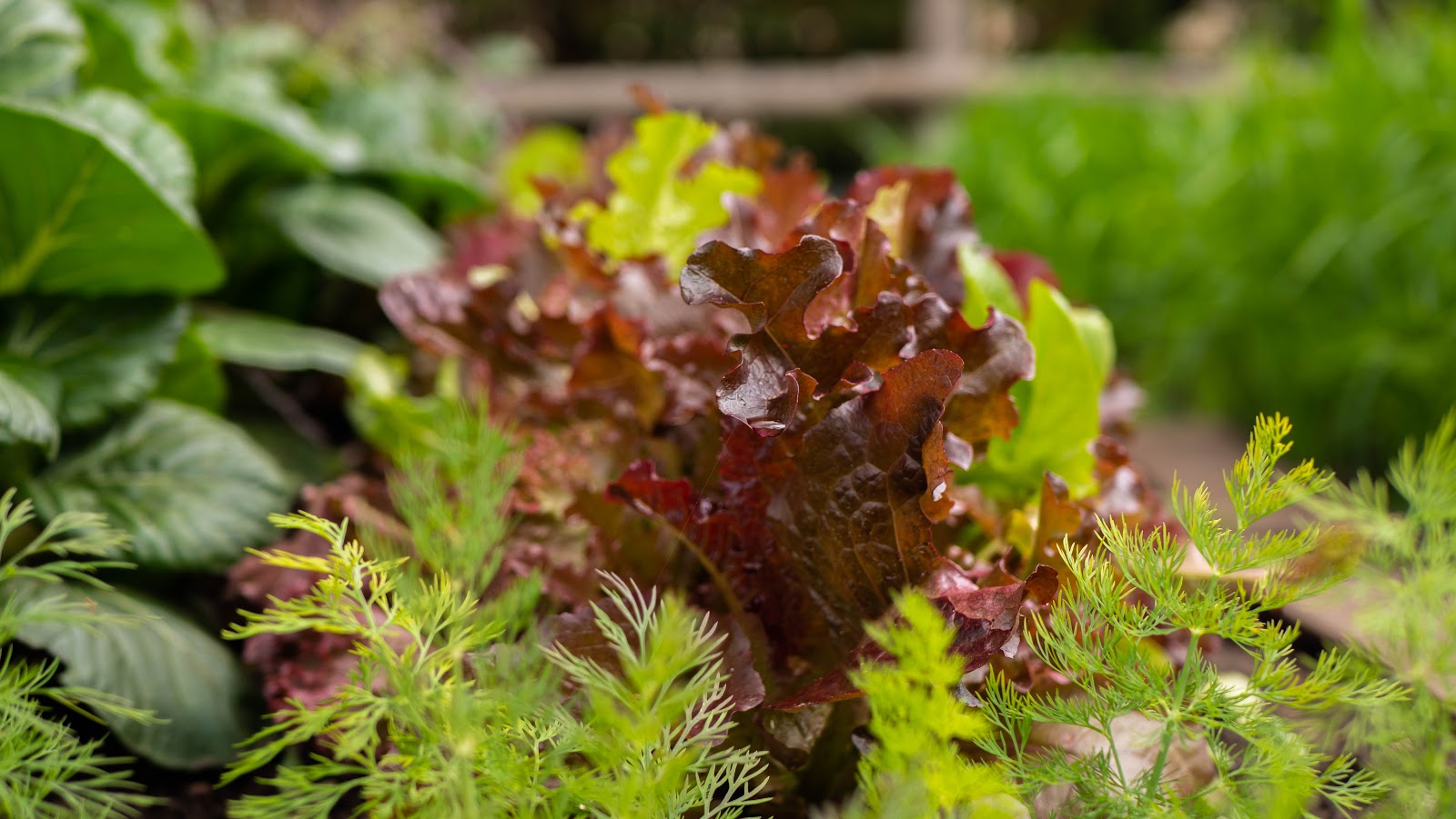 Lettuce growing in Ann St. Community Garden