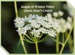 LWVQAC_local_logo.jpg