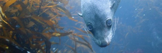 Help us protect our precious marine life