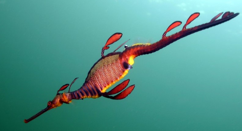 Seadragon-CFaulds_crop.jpg