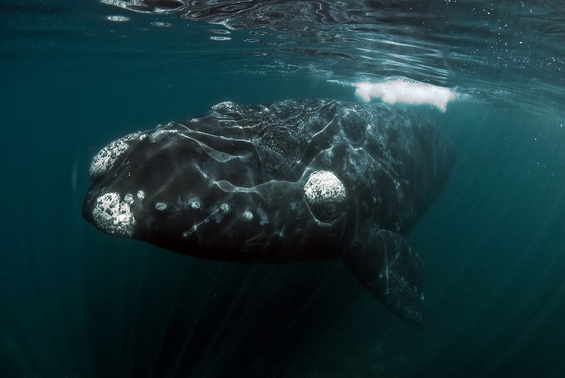 Southern_Right_Whale_Tomas_Kotouc.SMALL.jpg