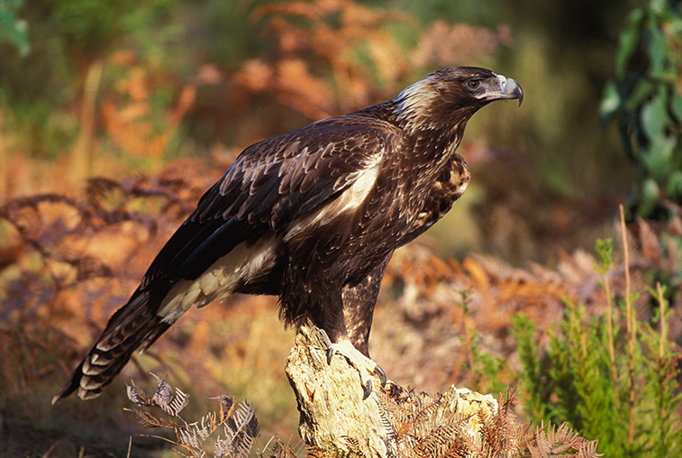 Wedge-tailed_eagle_-_Rob_Blakers.jpg