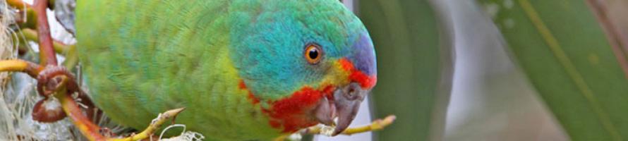 banner-swift-parrot.jpg