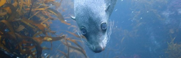 Fur seals are threatened by fish farm expansion