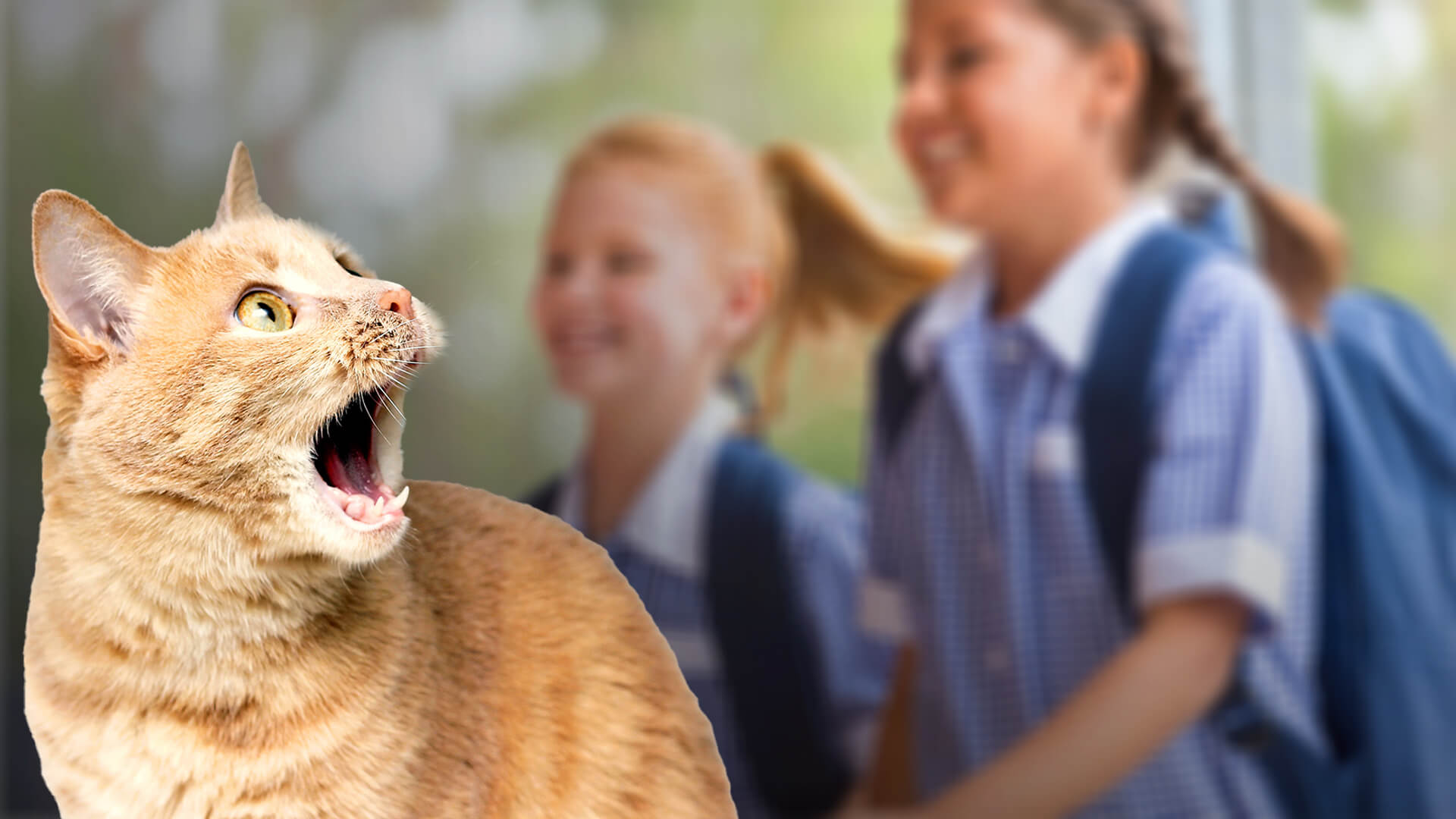 122 best ideas for coloring School Kids Identifying As Cats
