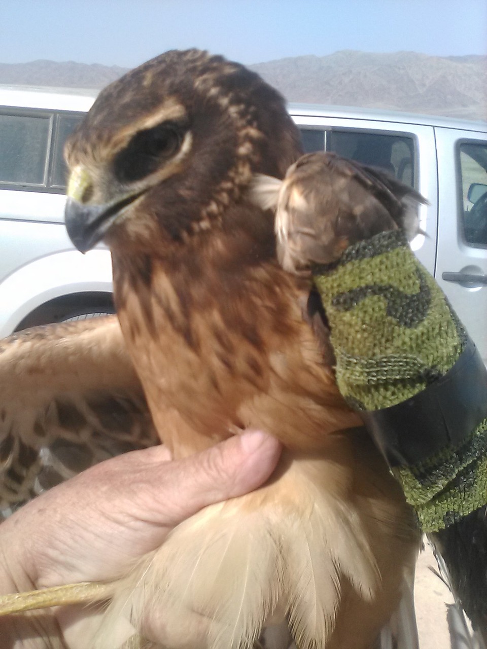 hawk with bandaged wing