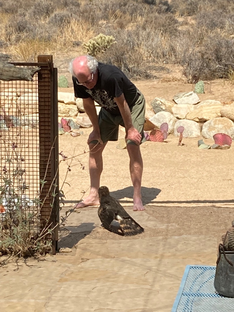 Corralling the hawk