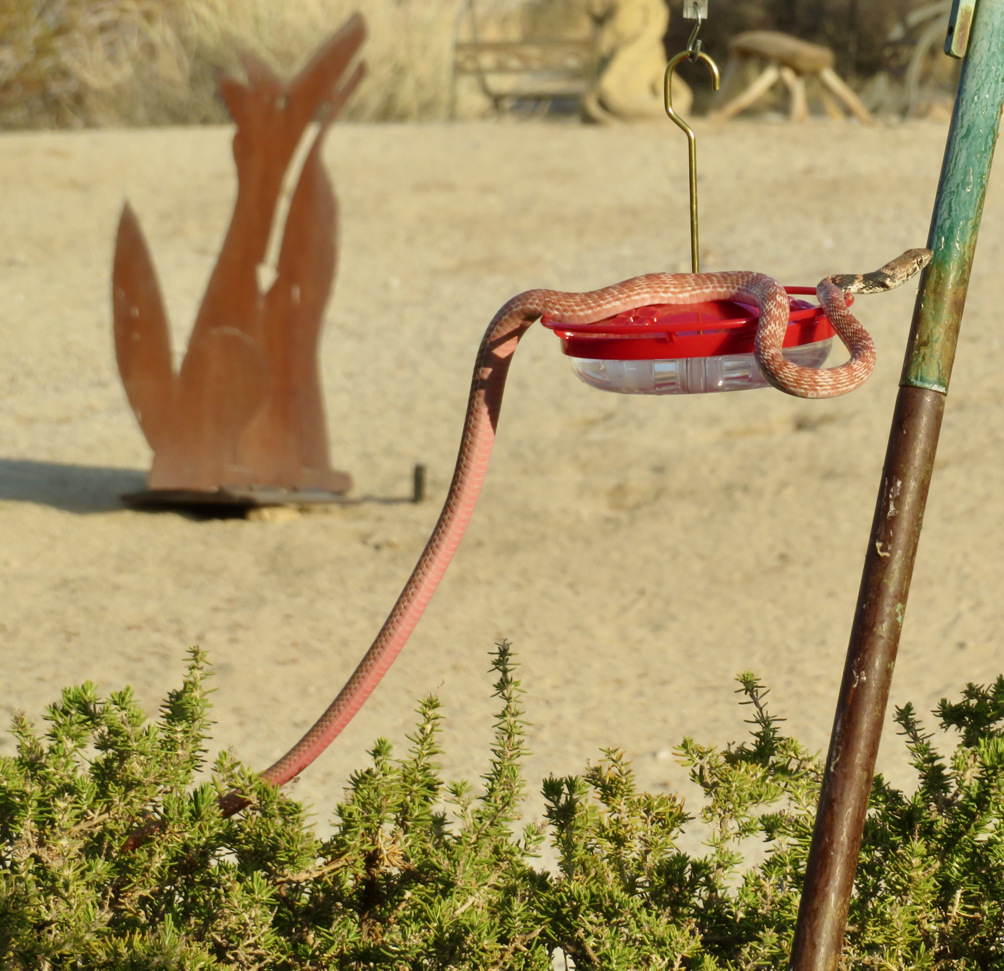 coachwhip_on_hummer_feeder_1.jpeg