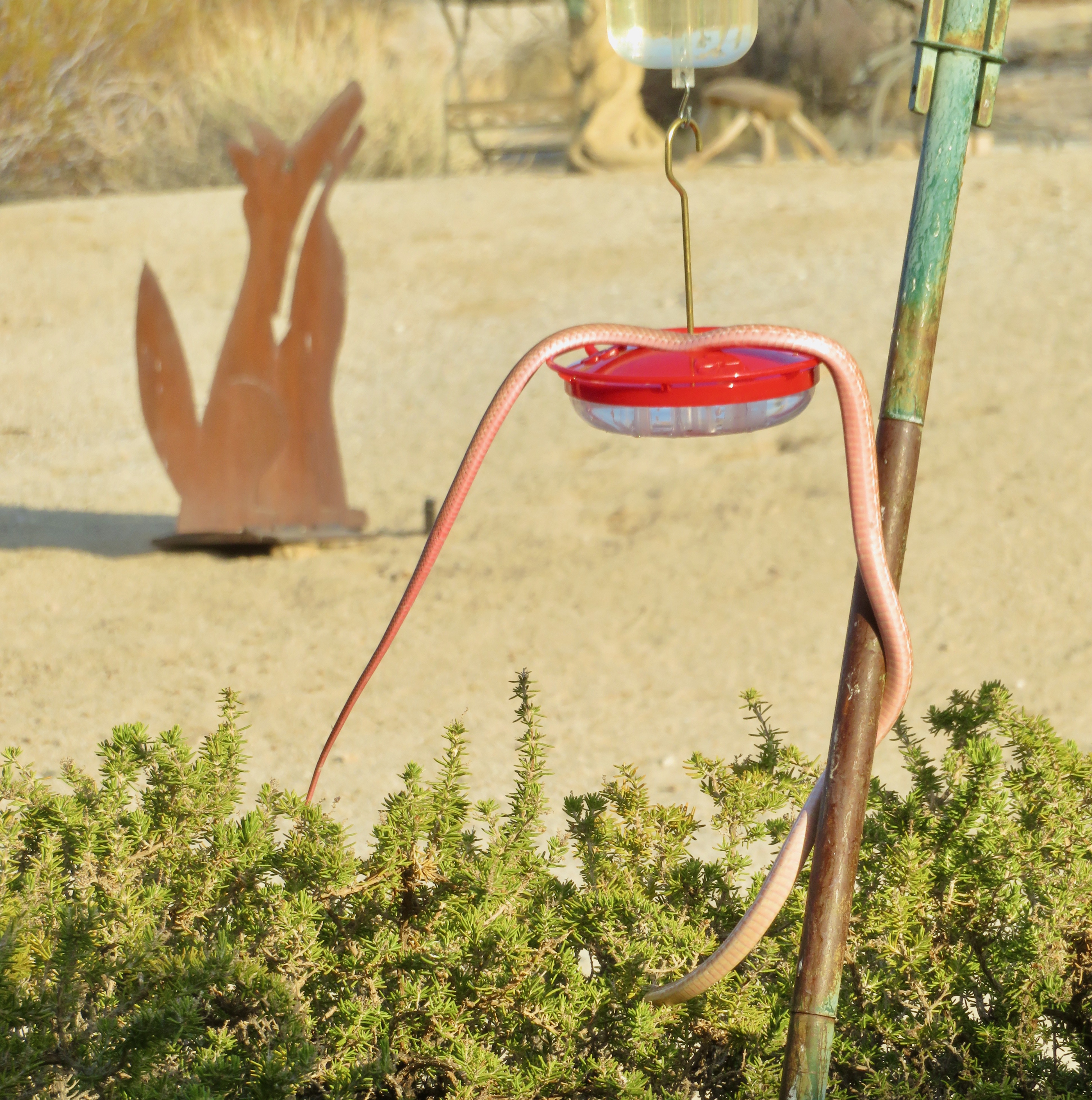coachwhip_on_hummer_feeder-2_(1).jpeg