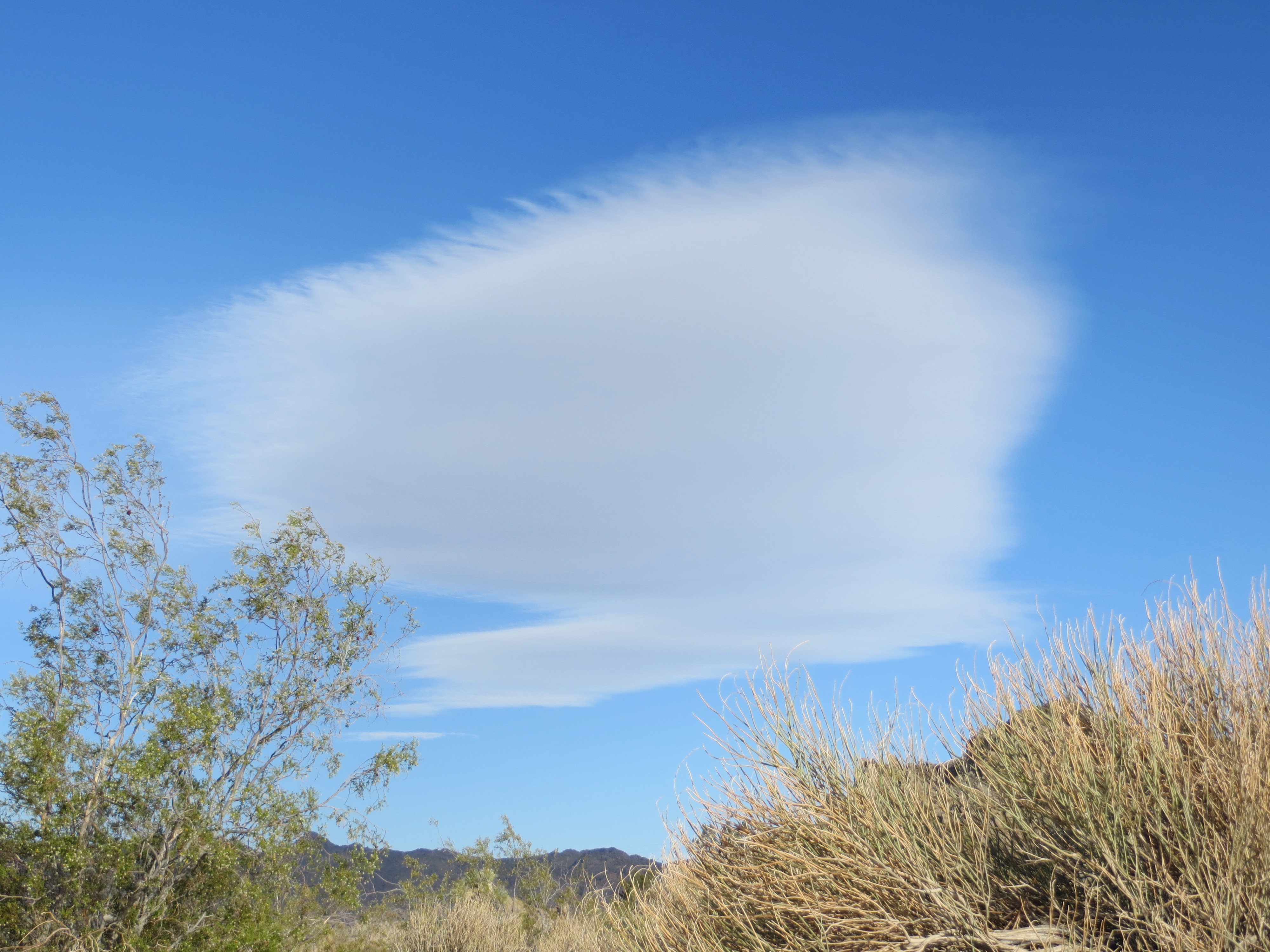 giant_butterfly_cloud_.jpeg