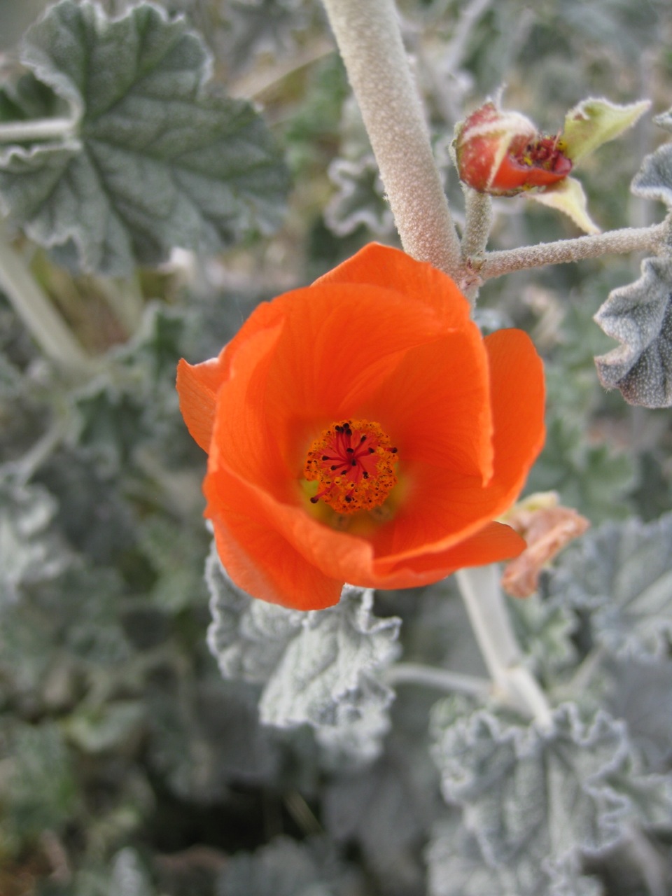 apricot_mallow_-_17.jpg