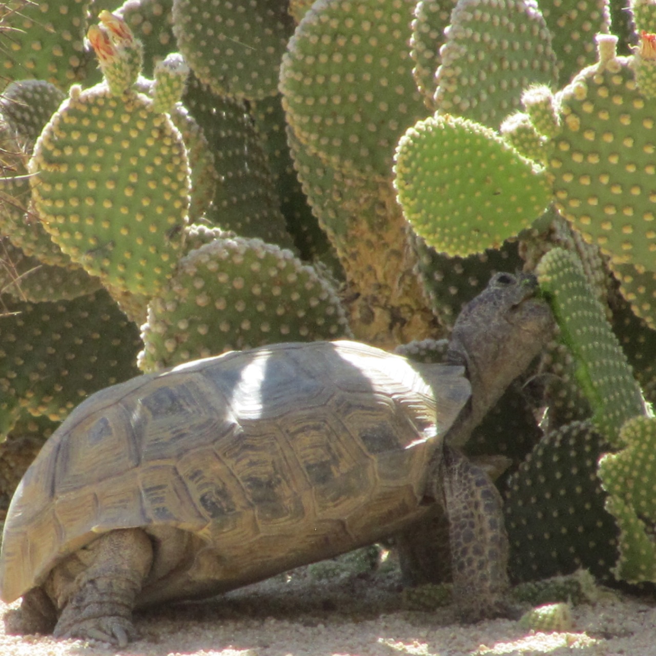 tortoise_eating_cactus_02.jpg