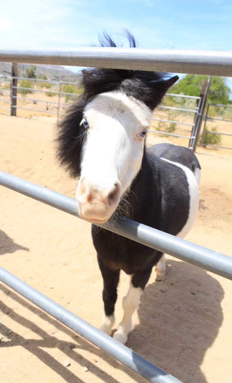 Irwin_horse.jpg