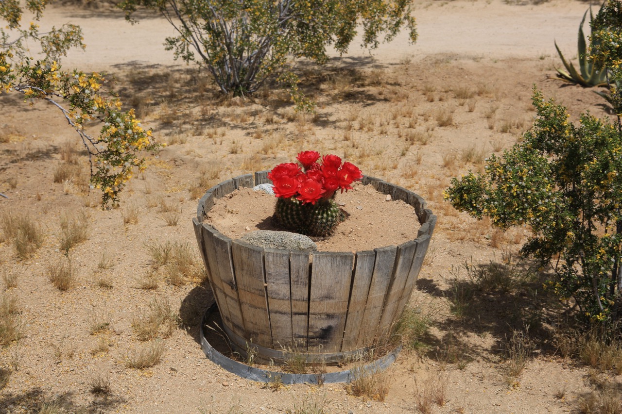 Irwin_ODowd_red_cactus.jpg