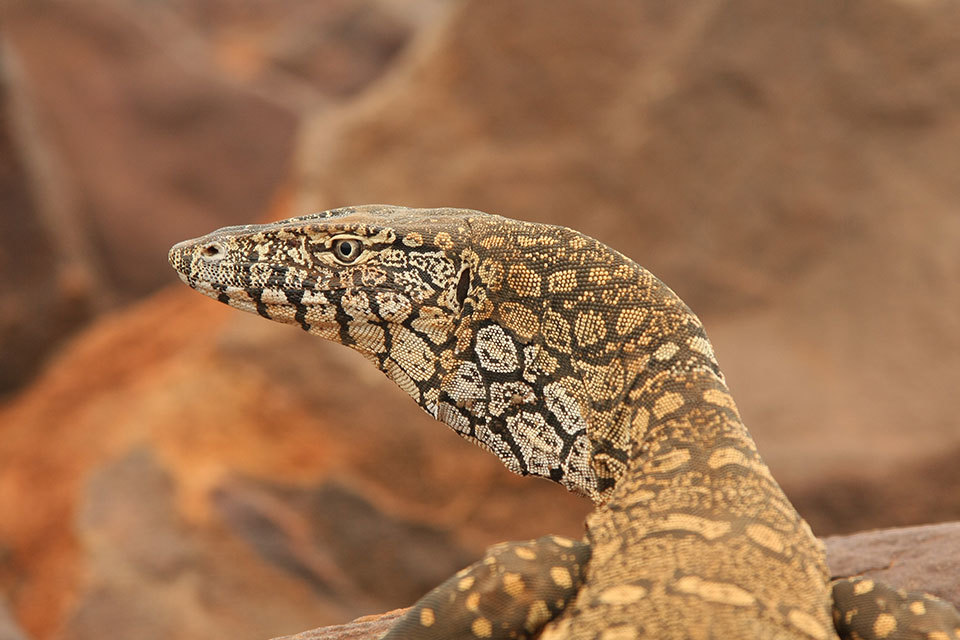 Perentie lizard, Mount Augustus to Mulga (photographer David Blood)