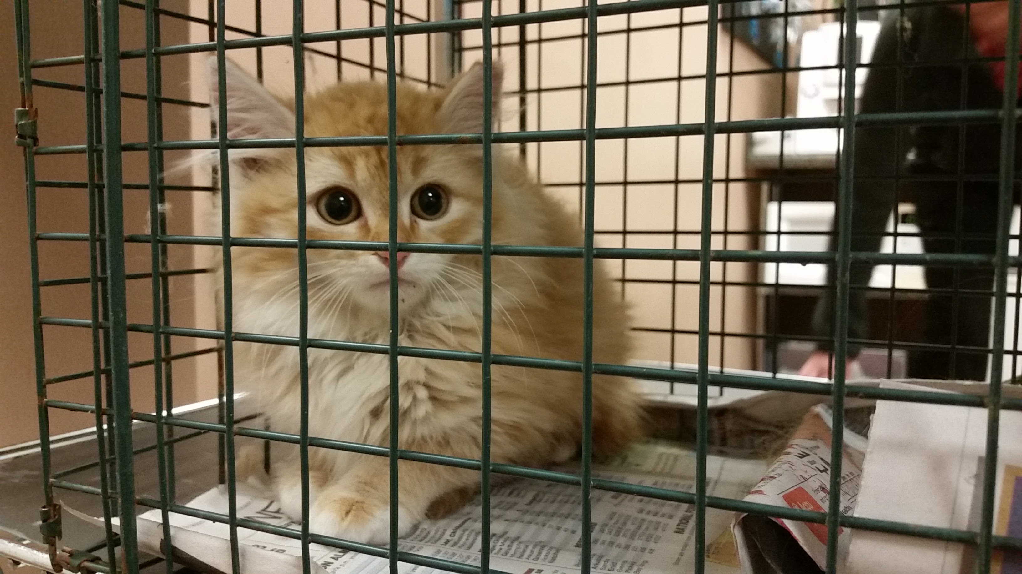 Feral Cat Surgery Recovery Mississippi Spay and Neuter