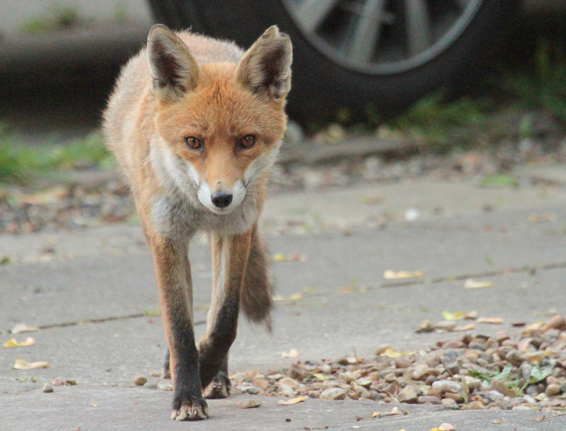 London Fox