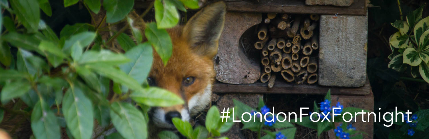 foxbanner