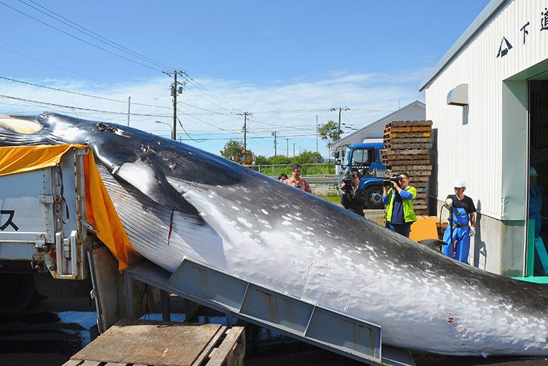 whaling.jpg