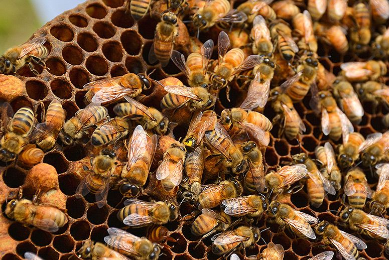 honeybees.jpg