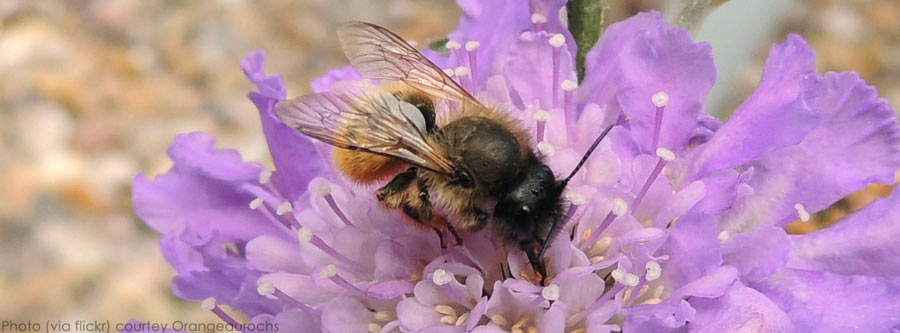 FemaleMasonBee.jpg