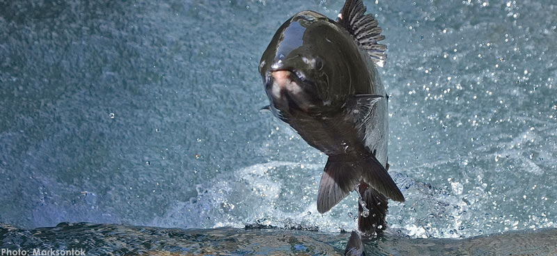 Closeup of salmon jumping up out of the water