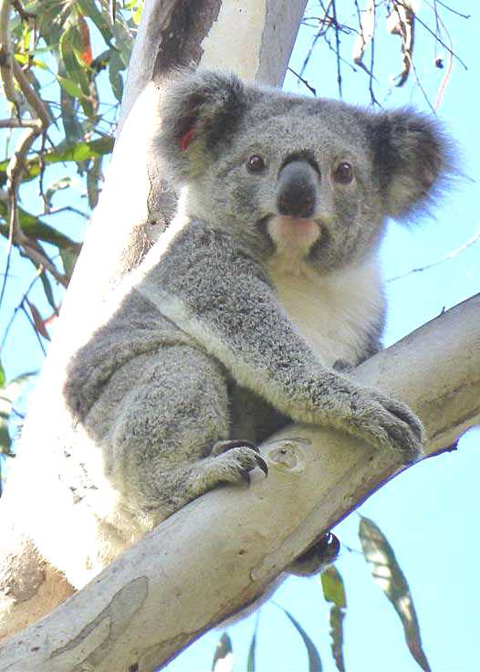 koala_young_tree.png