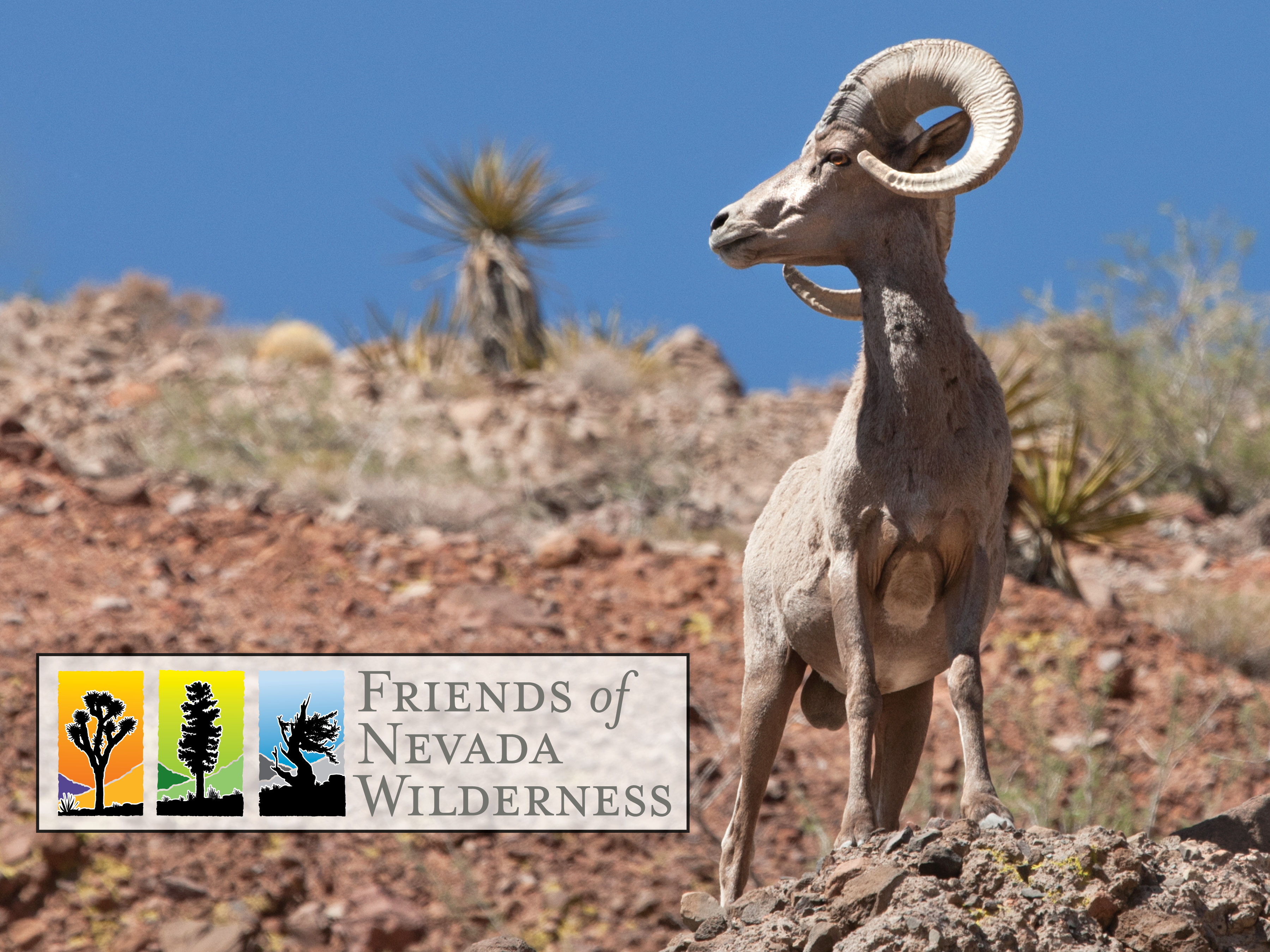 Bighorn.jpg Bighorn.jpg