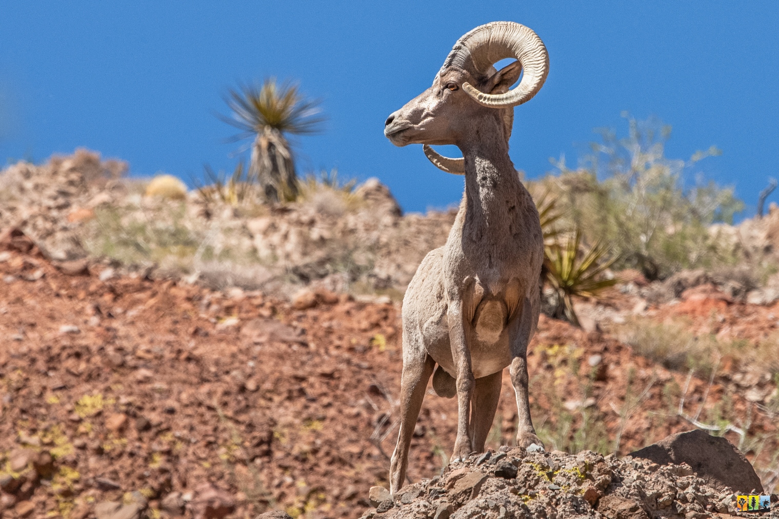Nah'gah Legend of the Mountain Sheep Friends of Nevada Wilderness