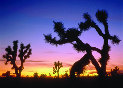 photo_mormon_joshuasunset_ssmith_400.jpg