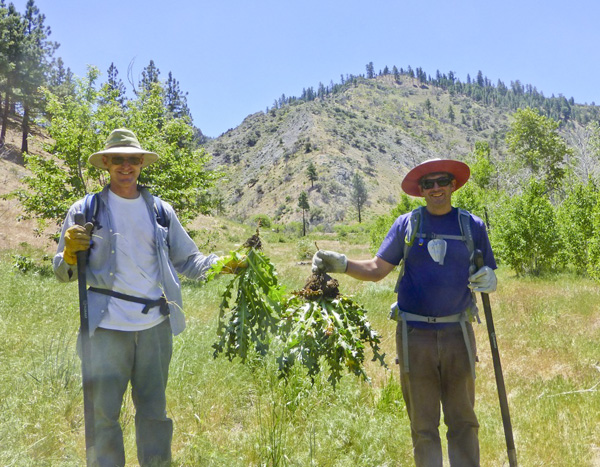 06-08-2013_mt_rose_weed2_RA_27_volunteer5.jpg
