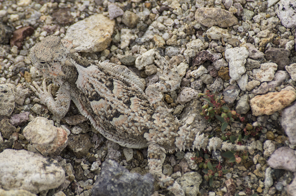 CastleRock12_HornedToad_PetersonK.jpg